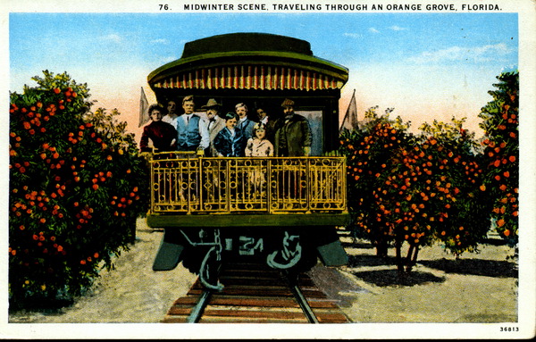 Midwinter scene, Traveling through an orange grove